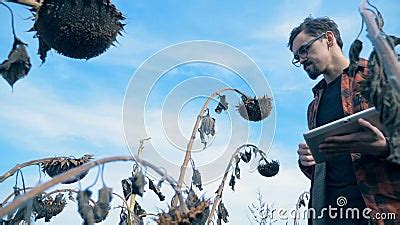 Farmer Looks At Dead Crops On A Field, Close Up. Damaged Crop Concept ...