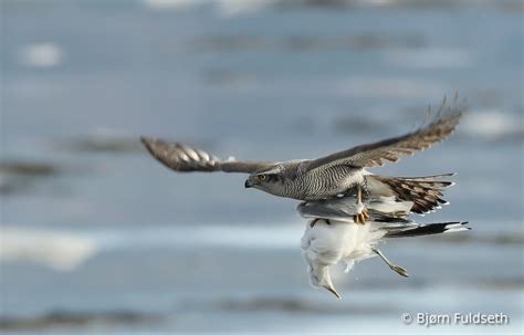 A Northern Goshawk in flight with it's captured prey. - #Goshawks # ...