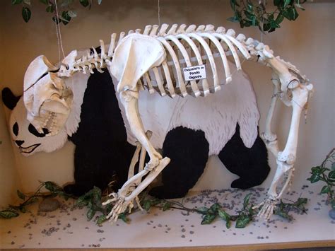 Panda Skeleton | The more I see of the skeleton of the panda… | Flickr