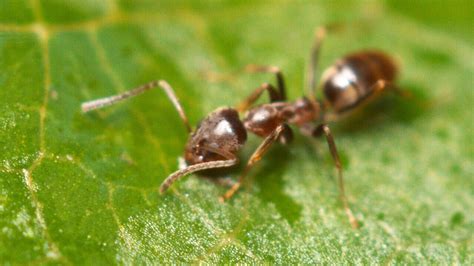 Argentine Ant Supercolony