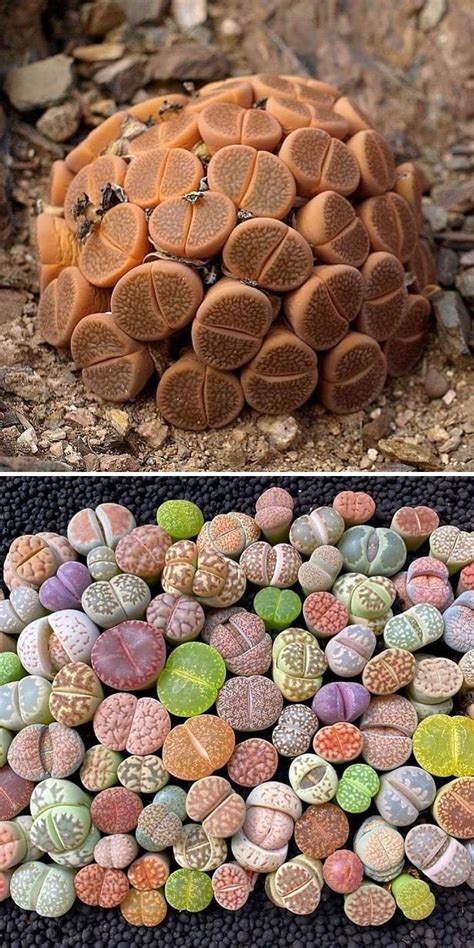 Unusual Succulents Plants | Lipstick Alley