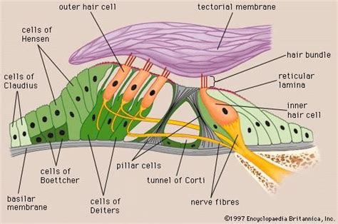 Organ of Corti | anatomy | Britannica.com