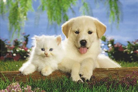 Cute friends, cute, kitten, cat, puppy, dog, HD wallpaper | Peakpx