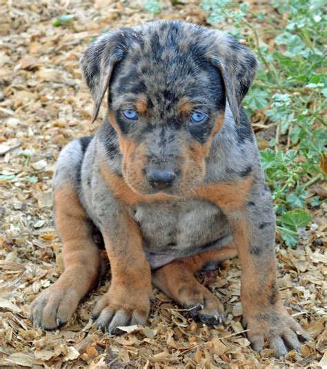 129 best Catahoula Leopard Dogs. images on Pinterest | Catahoula cur, Doggies and Leopard dog