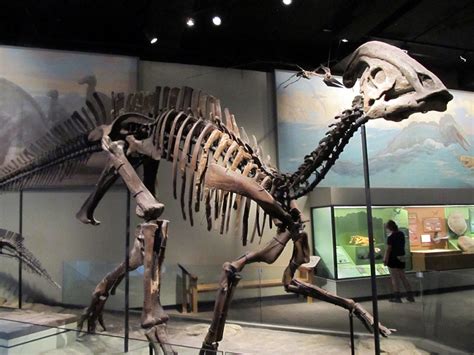 Hadrosaur Facts, Habitat, Diet, Fossils, Pictures