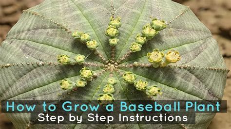 How to Grow a Baseball Plant - Step by Step Instructions - YouTube