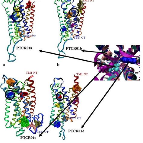 Predicted 3D structures for phenylthiocarbamide bound to bitter... | Download Scientific Diagram