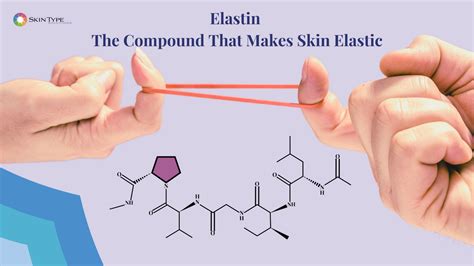 Elastin in Skin , Skin Elasticity, and How To Restore It – Skin Type ...