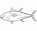 Tuna Coloring Pages In 2022  Fish Drawings Bluefin tuna sketch template