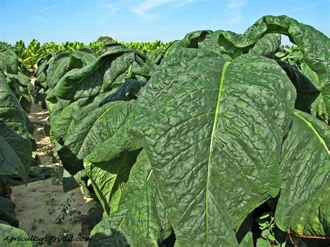 A look at the Tennessee Tobacco fields – Beef Runner