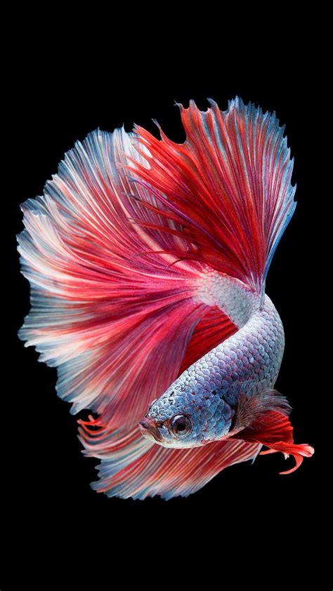 Betta Fish Wallpapers - Top Free Betta Fish Backgrounds - WallpaperAccess