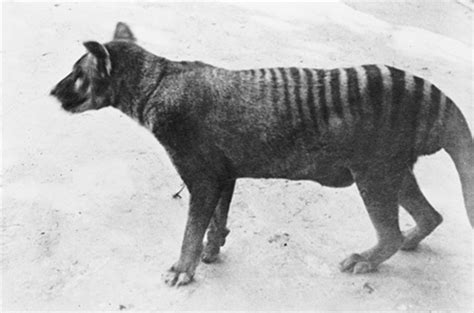 Thylacine with Full Pouch - Thylacine Photo (15275436) - Fanpop