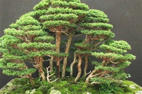 How to Grow Eastern Red Cedar Bonsai - Agrimattic