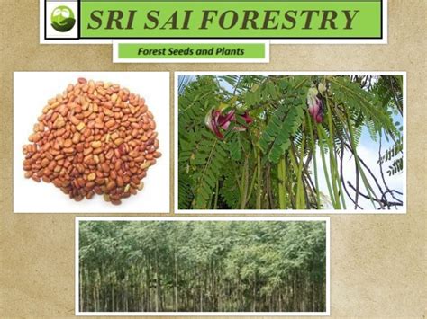 Natural Brown Sesbania Grandiflora Seeds, For Green Manure, Pack Size: 20 Kg, Rs 400 /kg | ID ...