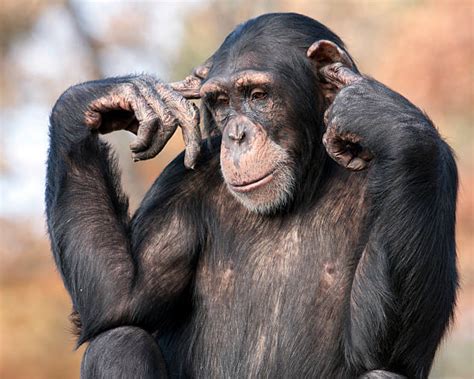 Chimpanzee Funny Stock Photos, Pictures & Royalty-Free Images - iStock