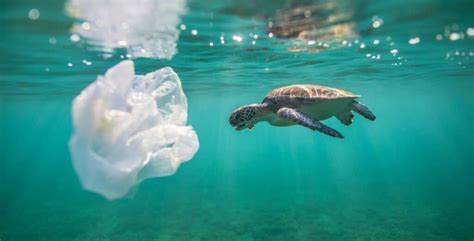 7 Solutions To Ocean Plastic Pollution | Bear Truth