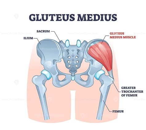 Gluteus medius muscle with human hip and groin anatomy outline diagram ...