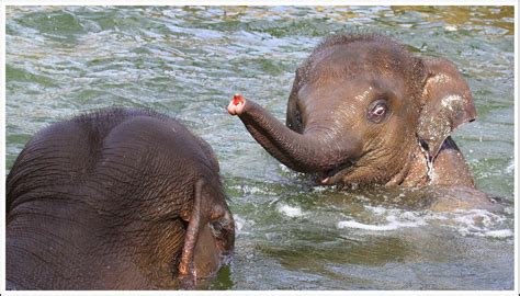 bathing Baby- Elefant | Elephant life, Elephant, Elephant lover