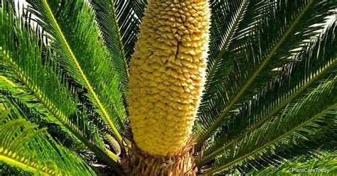 Sago Palm Flowering: Tips For Removing A Sago Flower Head