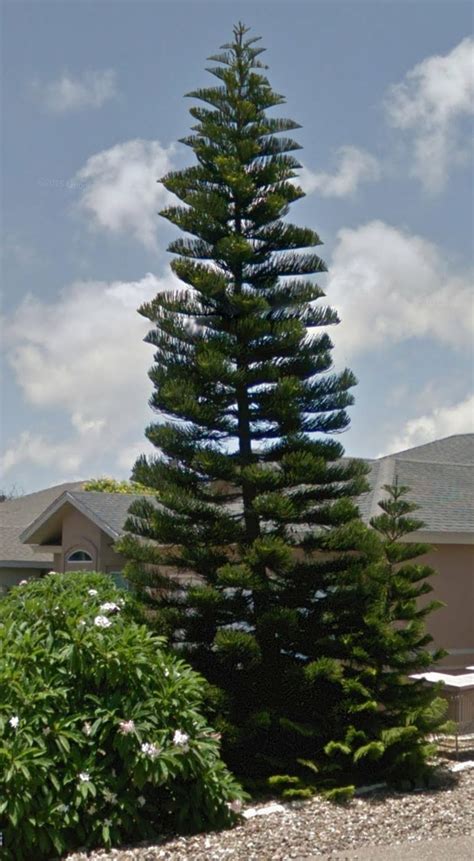 200以上 norfolk island pine tree florida 879669-How to save a dying ...