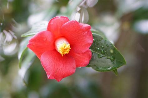 Camellia care: watering, pruning & more - Plantura