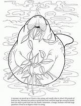 Manatee Coloring Pages  Home sketch template