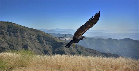 Endangered Condors to Return to Northern California Skies After Nearly a Century