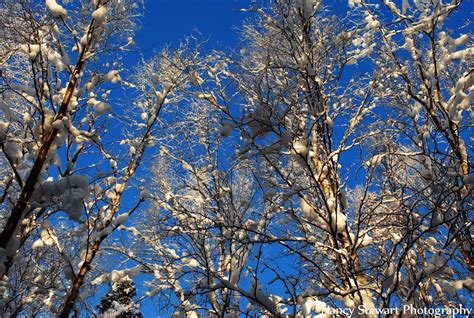 Winter In Alaska | Alaska, Nature, Outdoor