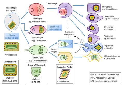 Diagrammatic representation of endosymbiosis: Primary endosymbiosis... | Download Scientific Diagram