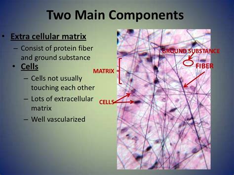 Connective tissue slides