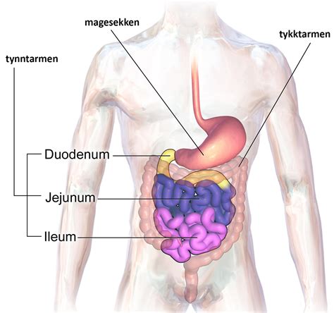 tolvfingertarmen – Store medisinske leksikon