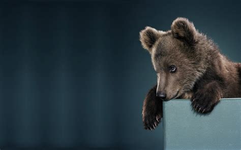 Wallpaper Brown bear cub, look 2560x1600 HD Picture, Image