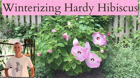 HARDY HIBISCUS WINTER CARE - YouTube