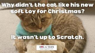 Funny Cat Christmas Puns, Jokes, Quotes, And Photos.