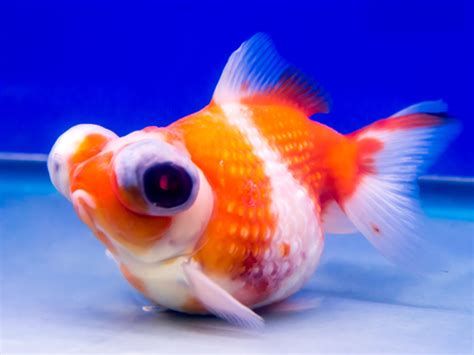 11 Popular Red Fish With Big Eyes - FishLab