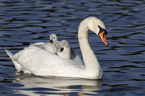 Unbelievably Enchanting Facts About the Mute Swan - Bird Eden Beautiful Swan, Most Beautiful ...