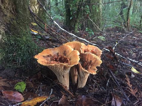 Wooly Chanterelle? Oregon coast #mycology #fungi #mushrooms #Mushroom #BeatrixPotter #nature # ...