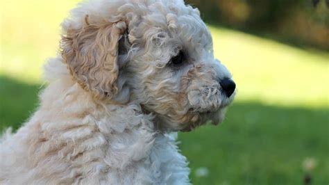 Poodle Puppies: Everything You Need to Know | The Dog People by Rover.com