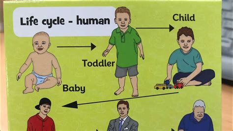 Human Life Cycle Stages Of Human Life Cycle Science For Kids | eduaspirant.com