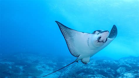 Stingray (sea rays) are stingrays dangerous to swim with?