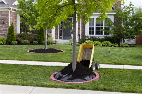 6 Do’s and Dont's of Mulching Your Trees - Treescape