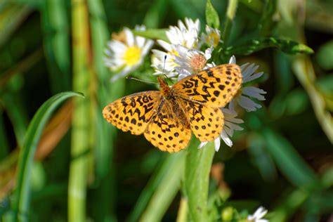 Butterflies of Pennsylvania — Lehigh Valley Audubon Society