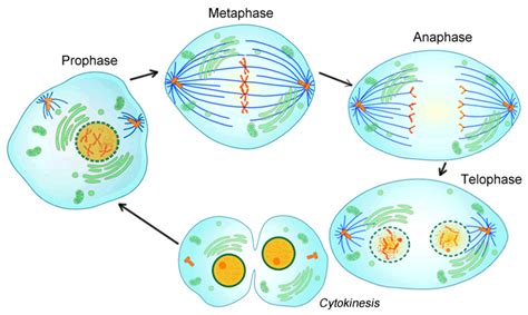 Cell Cycle Phases