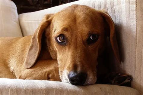 The Dachshund Beagle Mix: Understanding This Playful Hybrid