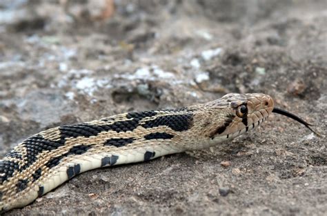 Snakes: Great Basin Gopher Snakes