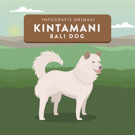 Infografis Animasi: Anjing Kintamani Bali | House of Infographics