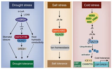 IJMS | Free Full-Text | Function and Mechanism of Jasmonic Acid in ...