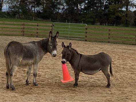 Donkey Care | Little Longears Miniature Donkey Rescue