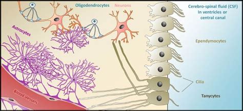 Ependymal Cell - The Definitive Guide | Biology Dictionary