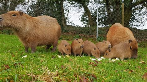 Our capybara babies have been named! - Dartmoor Zoo